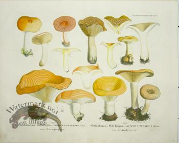 Mushroom Atlas 26